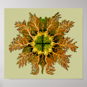 Cynthia melocactus Ernst Haeckel Fine Art Poster