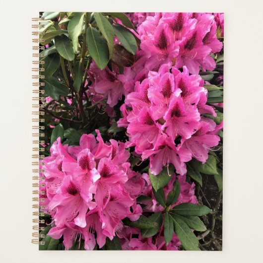 Cynthia Rhododendrons, Oregon (Devant)