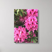 Cynthia Rhododendrons, Oregon Canvas Afdruk (Voorkant)