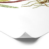 Cyprepedium calceolus poster (Hoek)