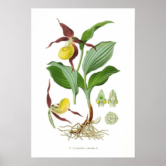Cyprepedium calceolus poster (Voorkant)
