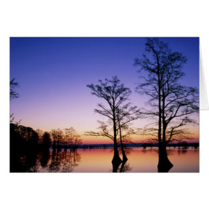 Cyprès chauves en silhouette au coucher du soleil,