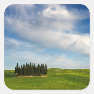 Cyprès en Toscane autocollant