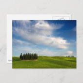 Cyprès en Toscane carte postale (Devant / Derrière)