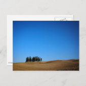 Cyprès en Toscane carte postale (Devant / Derrière)