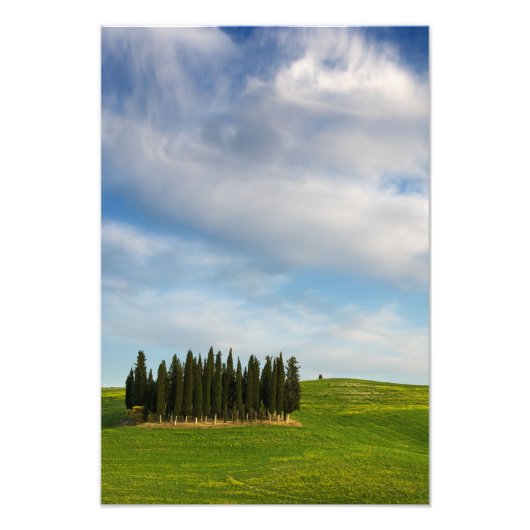 Cyprès en Toscane impression photo verticale (Devant)