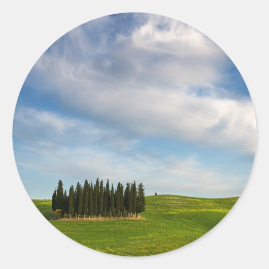 Cypresbomen in Toscane rond de sticker (Voorkant)