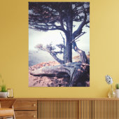Cypress bij het Zee Canvas Afdruk (Insitu (Woonkamer))