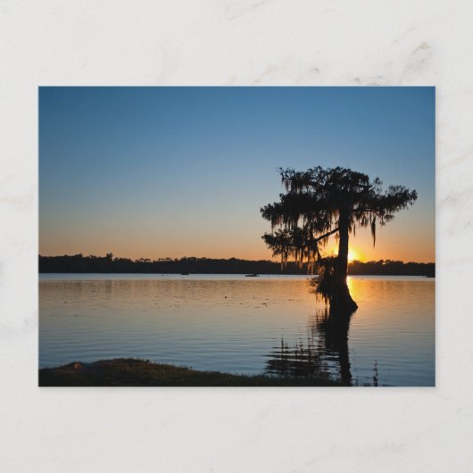 Cypress bij Sunset Briefkaart (Voorkant)
