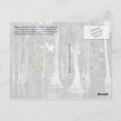 Cypress-bomen in Winter Haven, Florida Briefkaart (Achterkant)