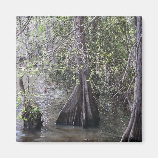 Cypress Bomen Magnet Magneet (Voorkant)