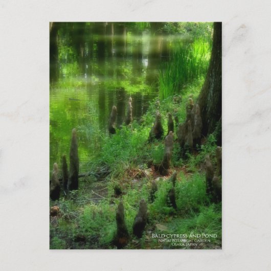 Cypress et étang : carte postale (Devant)
