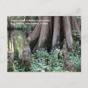 Cypress Knees Briefkaart