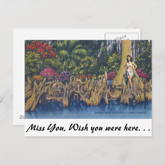 Cypress Knees Briefkaart (Voorkant / Achterkant)