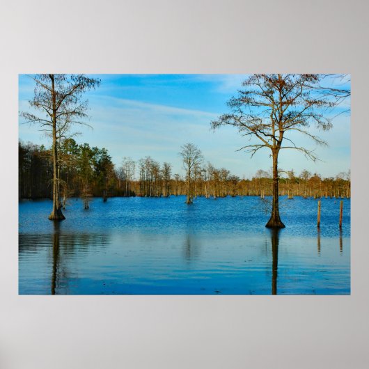 Cypress Lake Poster (Voorkant)