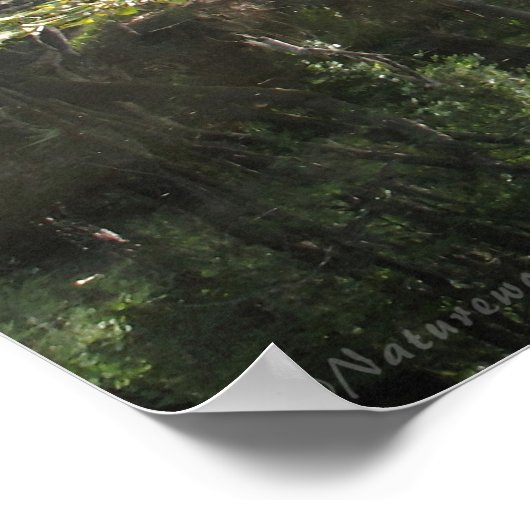 Cypress River Panoramic Poster -60x20 -of kleiner (Hoek)