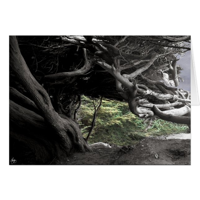 Cypress Skeleton - kaart (Voorkant Horizontaal)