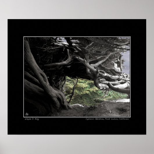 Cypress Skeleton - Poster (Devant)