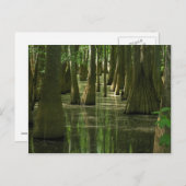 Cypress Swamp Briefkaart (Voorkant / Achterkant)