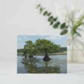 Cypress Trees Briefkaart (Staand voorkant)