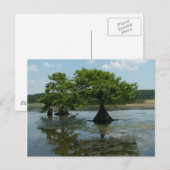 Cypress Trees Briefkaart (Voorkant / Achterkant)