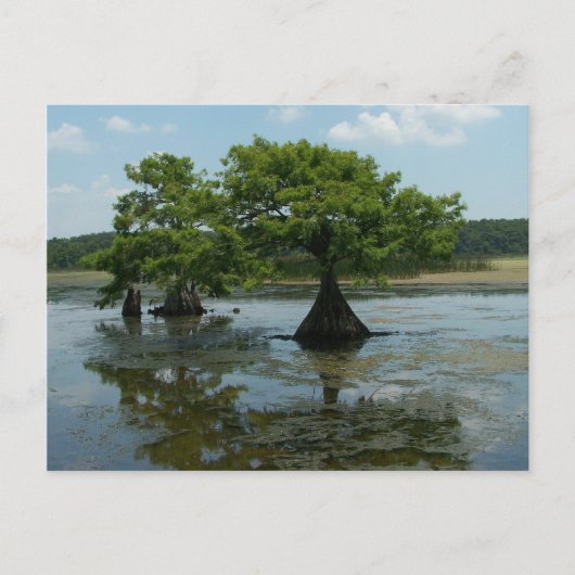 Cypress Trees Briefkaart (Voorkant)