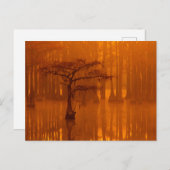 Cypress Trees | George Smith State Park Briefkaart (Voorkant / Achterkant)