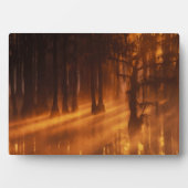 Cypress Trees | George Smith State Park Fotoplaat (voorkant)