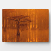 Cypress Trees | George Smith State Park Fotoplaat (voorkant)