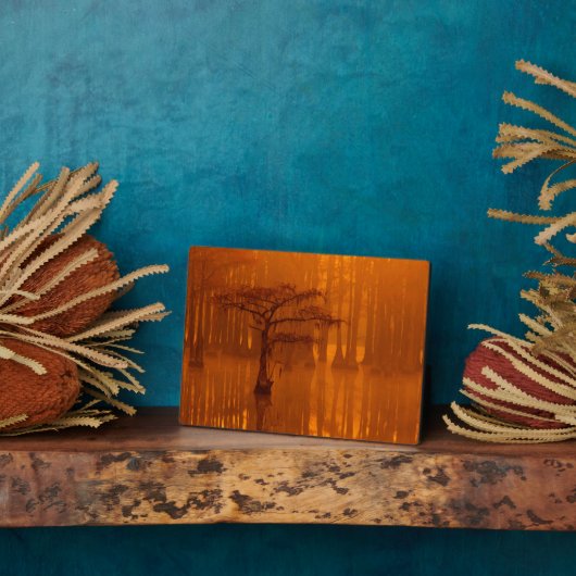 Cypress Trees | George Smith State Park Fotoplaat (Zijkant)