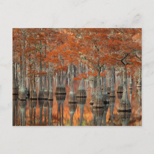 Cypress Trees | George Smith State Park, Georgia Briefkaart (Voorkant)