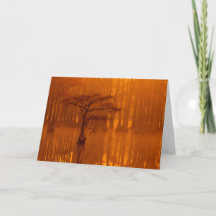 Cypress Trees   George Smith State Park Kaart