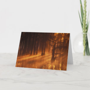 Cypress Trees   George Smith State Park Kaart