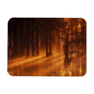 Cypress Trees George Smith State Park Magneet