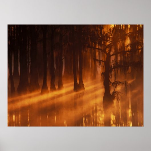 Cypress Trees | George Smith State Park Poster (Voorkant)