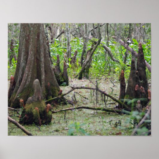 Cypress Trees in het moeras Poster (Voorkant)