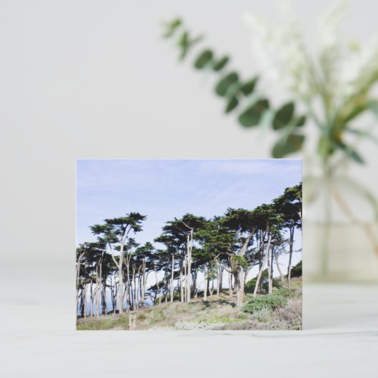 Cypress Trees in Sutro Park, San Francisco Briefkaart (Staand voorkant)