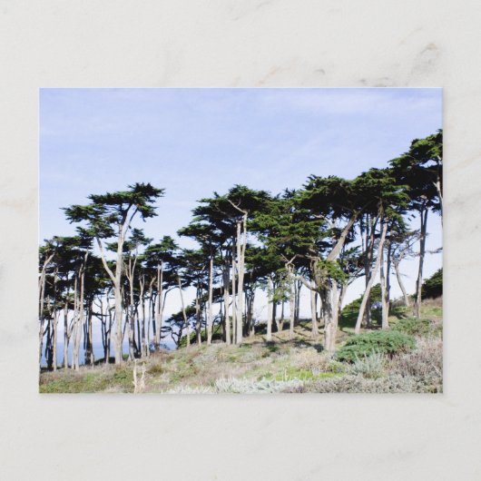 Cypress Trees in Sutro Park, San Francisco Briefkaart (Voorkant)