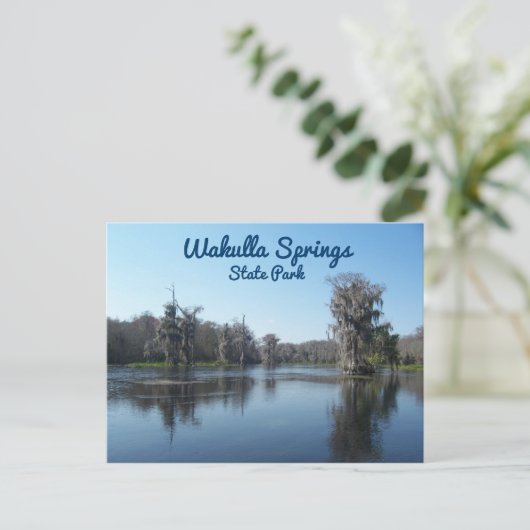Cypress Trees in Wakulla Springs State Park Briefkaart (Staand voorkant)