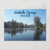 Cypress Trees in Wakulla Springs State Park Briefkaart (Voorkant)