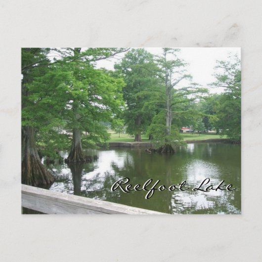 Cypress Trees op het meer van Reelfoot Briefkaart (Voorkant)