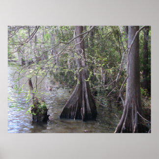 Cypress Trees Poster
