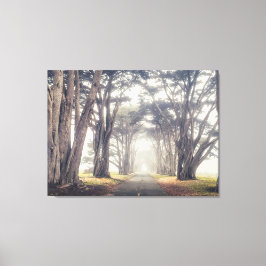 Cypress Tunnel in Mist Canvas Afdruk