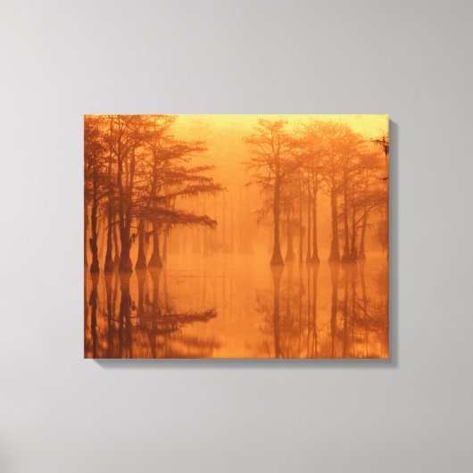 Cypressbomen George Smith State Park Canvas Afdruk (Voorkant)