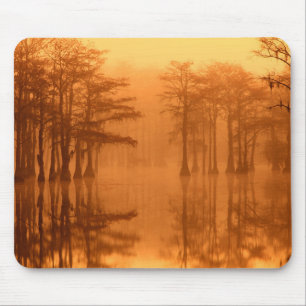 Cypressbomen George Smith State Park Muismat