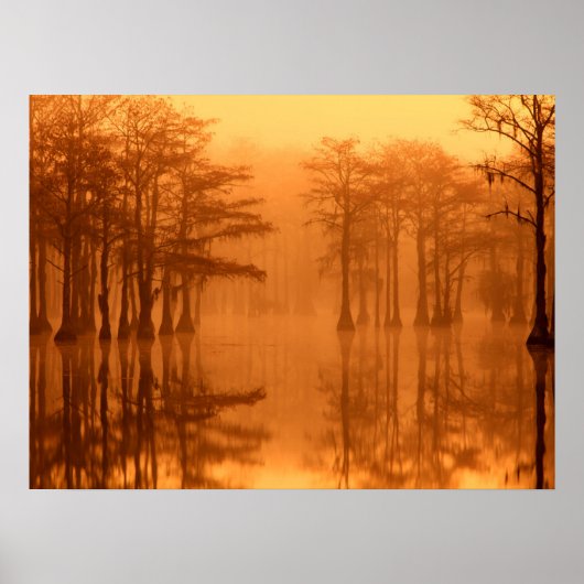 Cypressbomen George Smith State Park Poster (Voorkant)