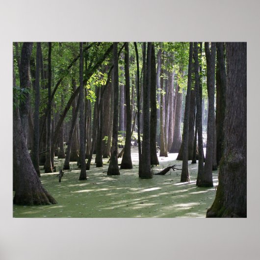 CypressSwampView Poster (Voorkant)