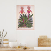 -Cypripedium Athuraniumroze slipper-orchid Poster (Keuken)