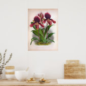 Cypripedium Harrisianum Deep Pink  Orchids Poster (Keuken)
