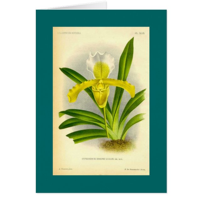 Cypripedium Insigne - orchidée de pantoufle de (Devant)